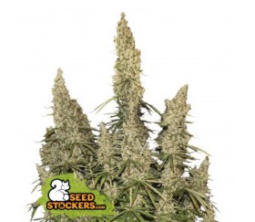 White Widow Auto - SeedStockers