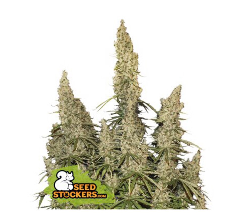 White Widow Auto - SeedStockers