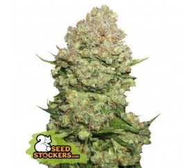 White Widow Feminizada - SeedStockers