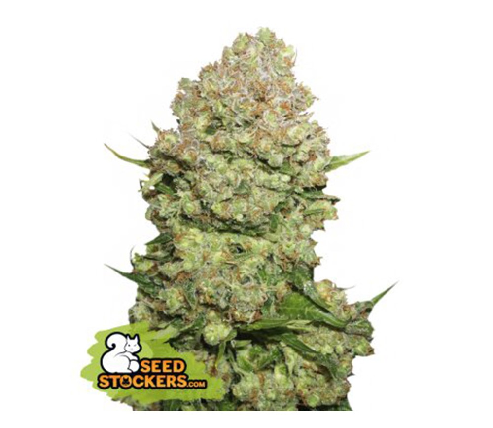 White Widow Feminizada - SeedStockers