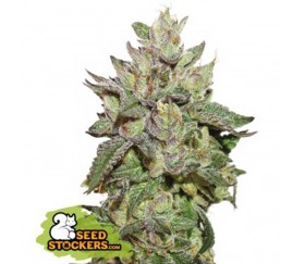 Wedding Cake Feminizada - SeedStockers