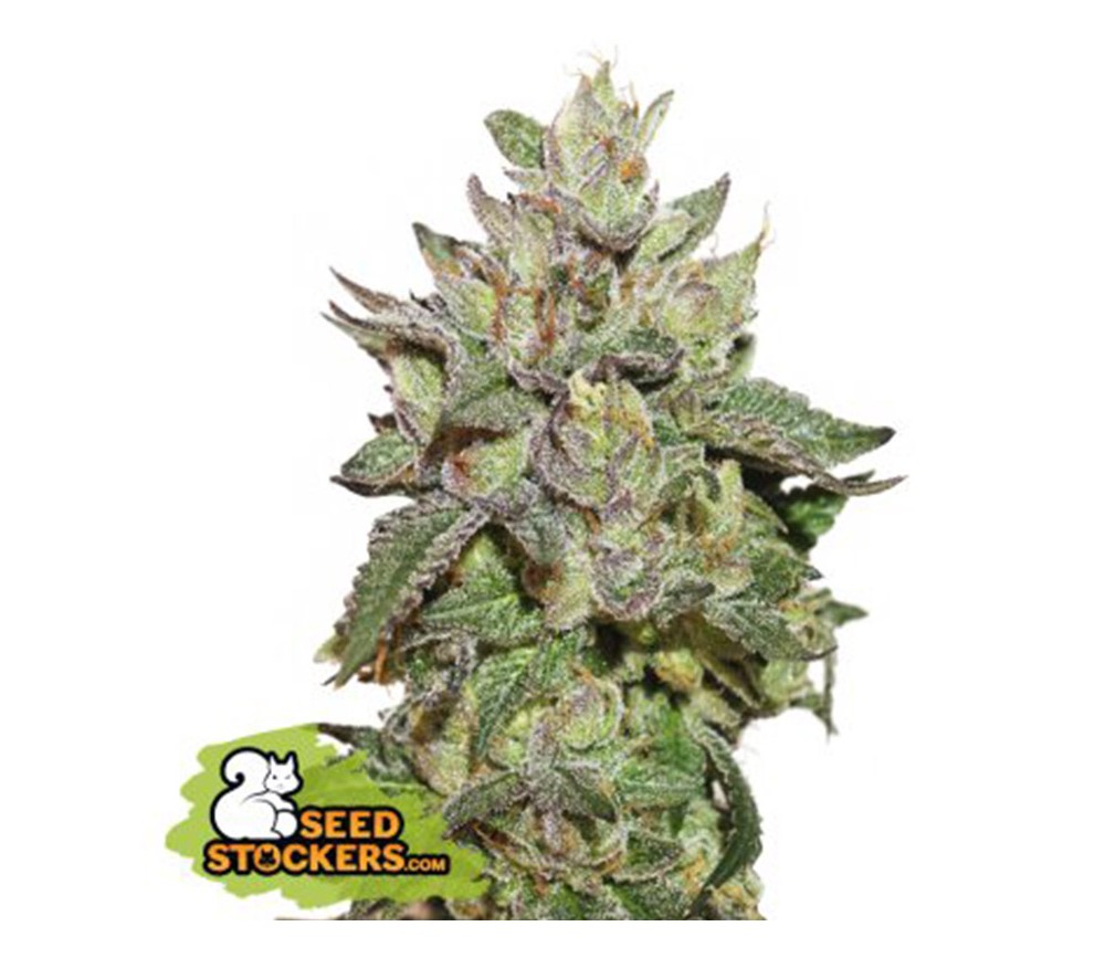 Wedding Cake Feminizada - SeedStockers