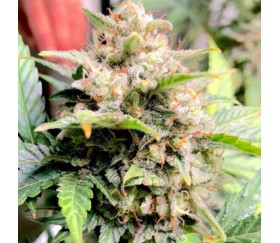 Super Skunk Auto - SeedStockers