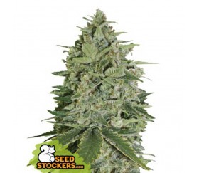 Super Skunk Auto - SeedStockers