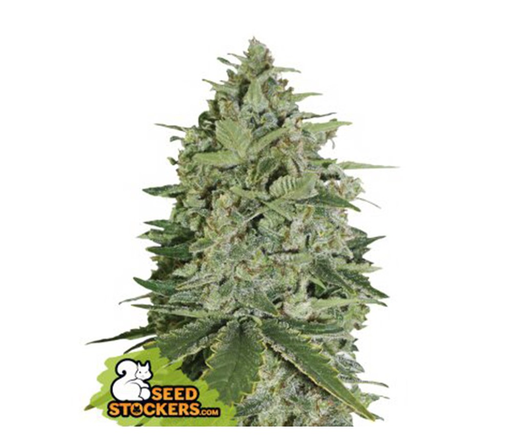 Super Skunk Auto - SeedStockers