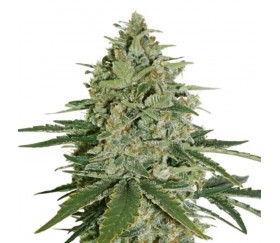 Super Skunk Feminizada - SeedStockers