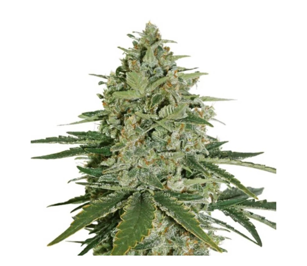 Super Skunk Feminizada - SeedStockers