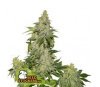 Sherbet Autofloreciente - SeedStockers