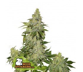 Sherbet Autofloreciente - SeedStockers