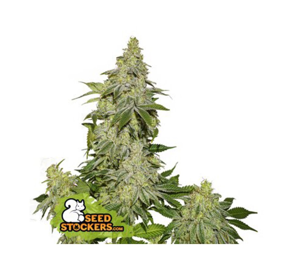 Sherbet Autofloreciente - SeedStockers