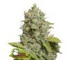 CBD Critical XXL Auto - SeedStockers