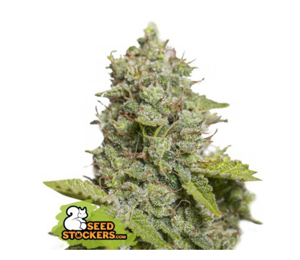 CBD Critical XXL Auto - SeedStockers