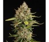 CBD Critical XXL Auto - SeedStockers