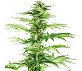 Honey Melon Haze Feminized - Sensi Seeds