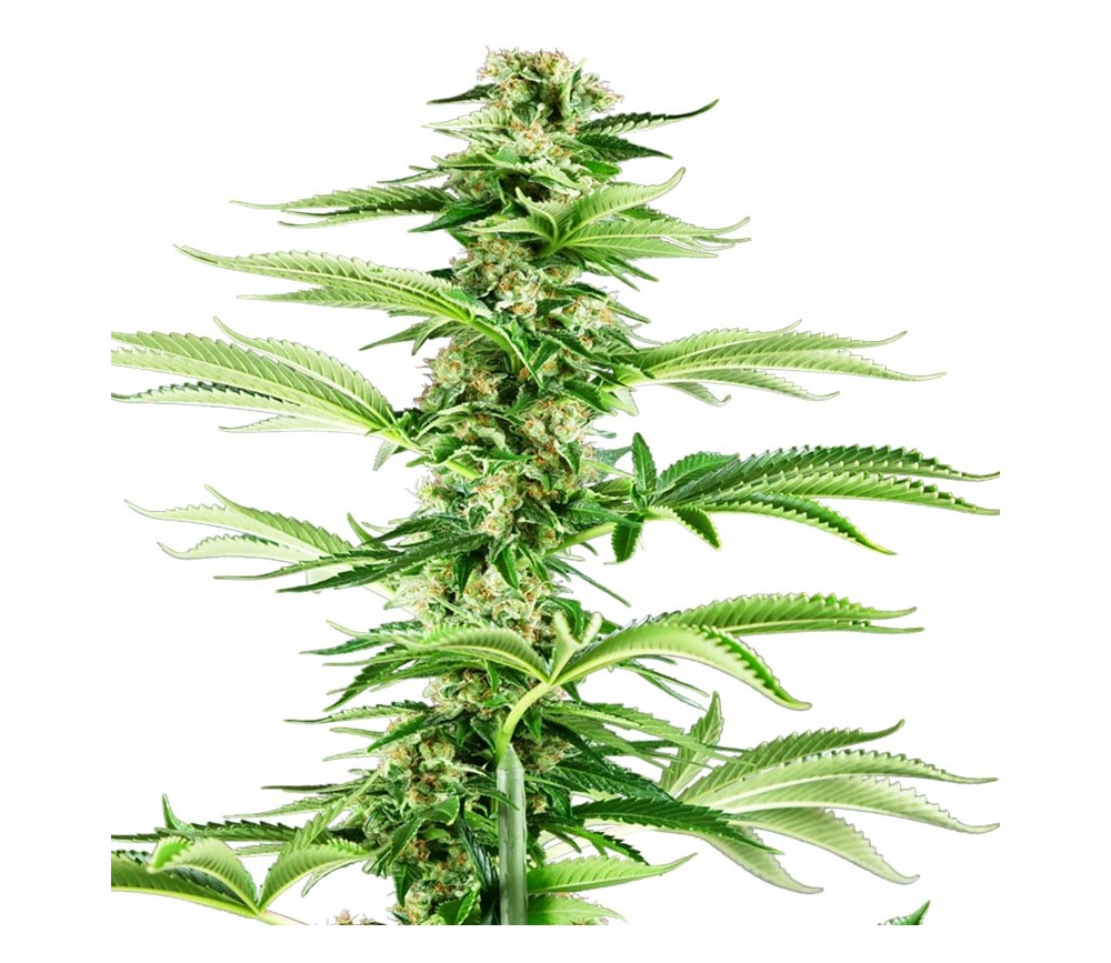 Honig Melone Haze Feminisiert - Sensi Seeds