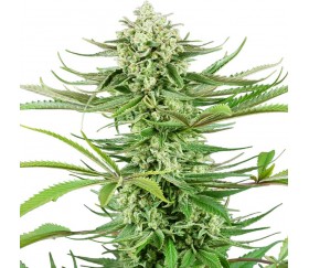 Cashew Kush Feminizada - Sensi Seeds