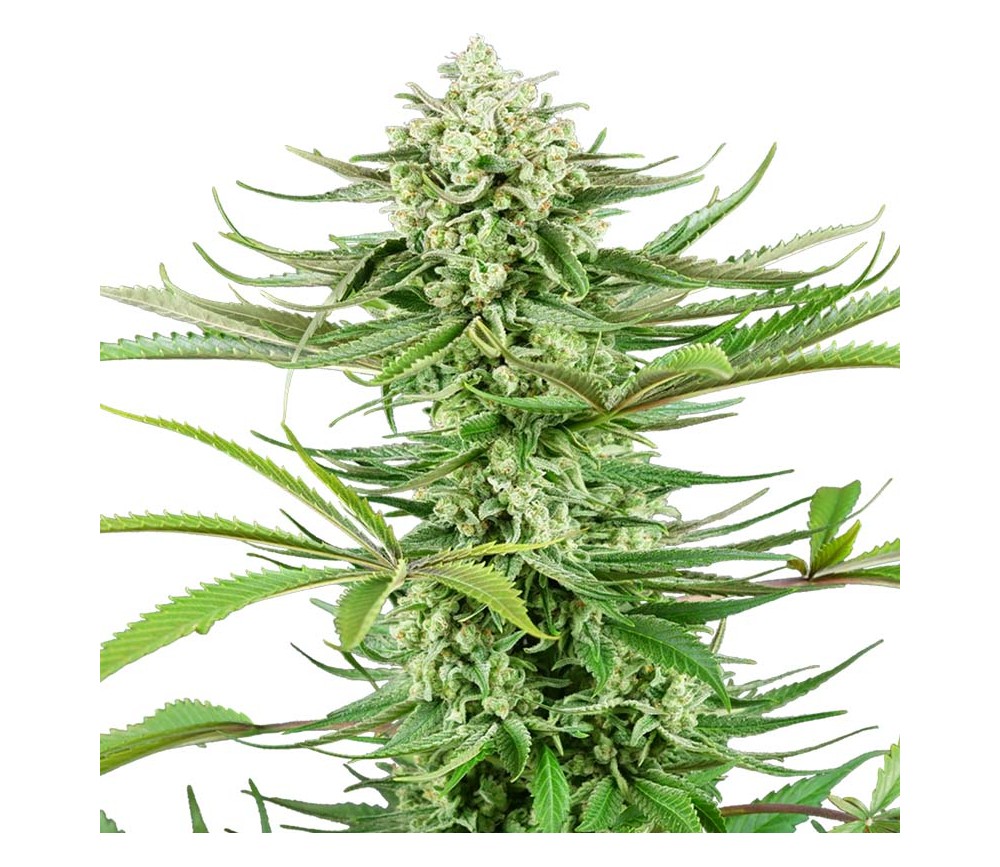 Cashew Kush Feminized - Sensi Seeds