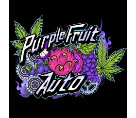 Purple Fruit Auto - Sumo Seeds