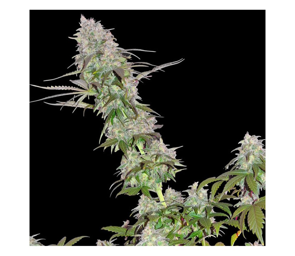 Green Mango Kush - Sumo Seeds