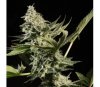 GlowStarz de Paradise Seeds