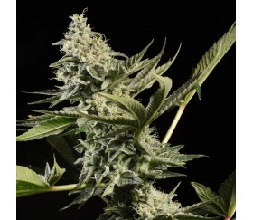 GlowStarz de Paradise Seeds