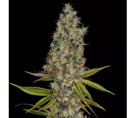 Rainbow Road - Paradise Seeds