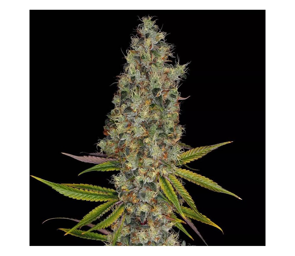 Rainbow Road - Paradise Seeds