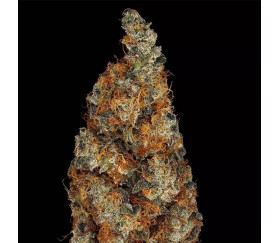 Rainbow Road - Paradise Seeds