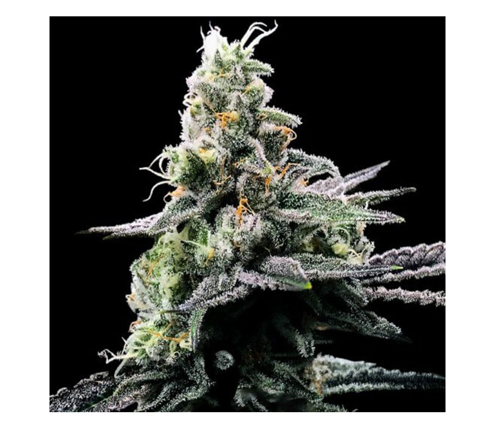 Purple Kosher - DNA Genetics