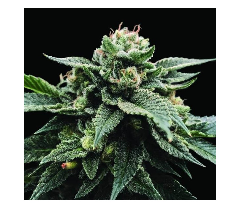 Sorbet Stash - DNA Genetics