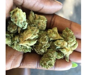 Sorbet Stash - DNA Genetics
