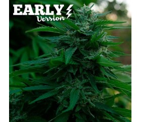 Lord Kush Early Version - Delidious Seeds