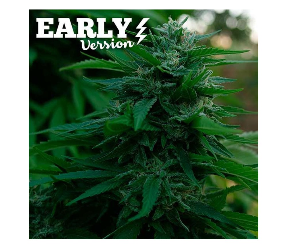 Lord Kush Early Version - Delidious Seeds