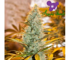 Amnesia Flash - Anesia Seeds