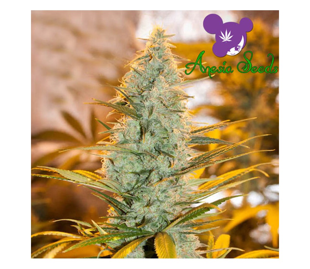 Amnesia Flash - Anesia Seeds