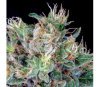 Amnesia Flash - Anesia Seeds