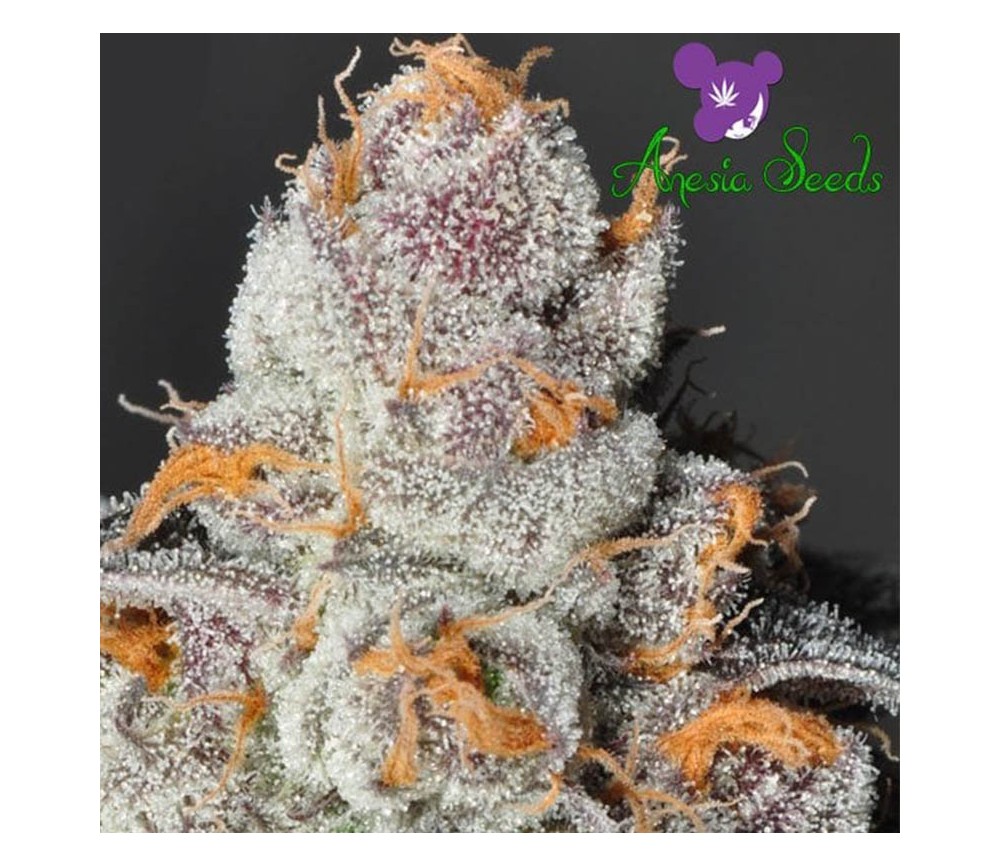 Anesia Scout Cookies - Anesia Seeds