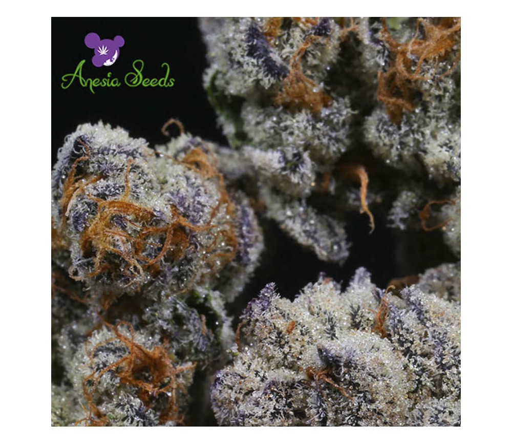 Blackberry Moonrocks - Anesia Seeds