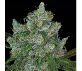 Bruce Banner #3 - Anesia Seeds