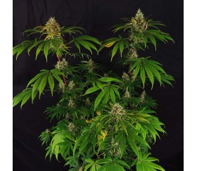 Captain Future - Anesia Seeds