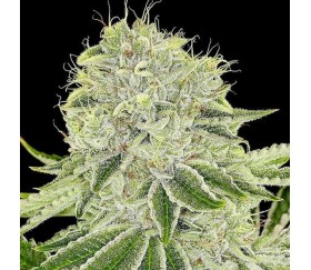 Cash Cow - Anesia Seeds