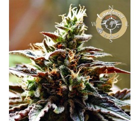 ✓AUTO BIG BAZOOKA (Anesia Seeds) - Semilla Marihuana Feminizada Rápida