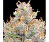 Zukunft #1 - Anesia Seeds