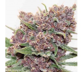 Gelato Dream - Anesia Seeds