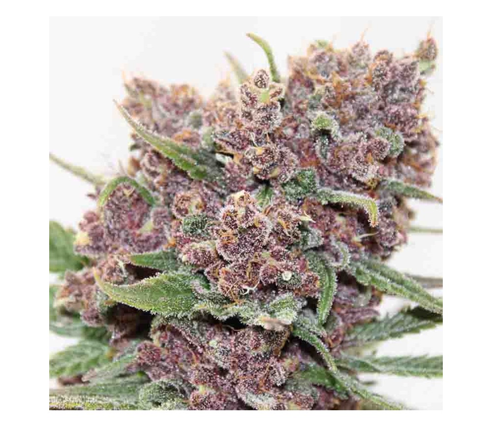 Gelato Dream - Anesia Seeds