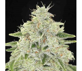 Haze Queen - Anesia Seeds