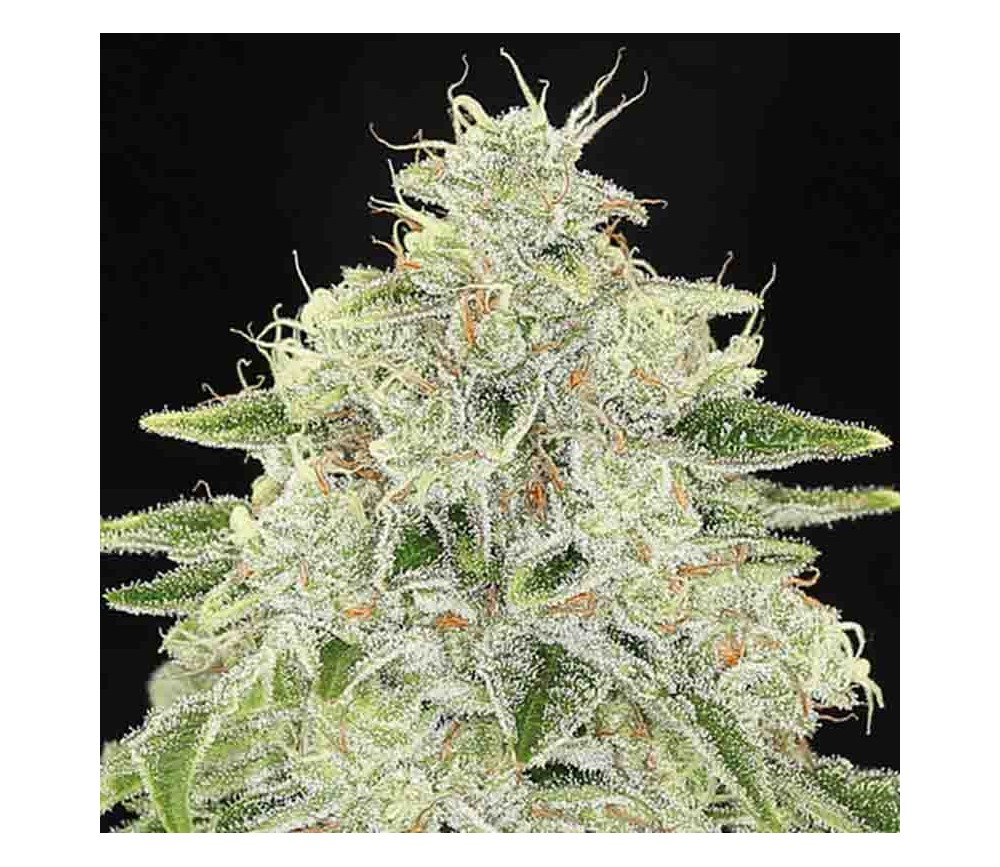 Haze Queen - Anesia Seeds