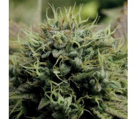 Hindu Kush - Anesia Seeds