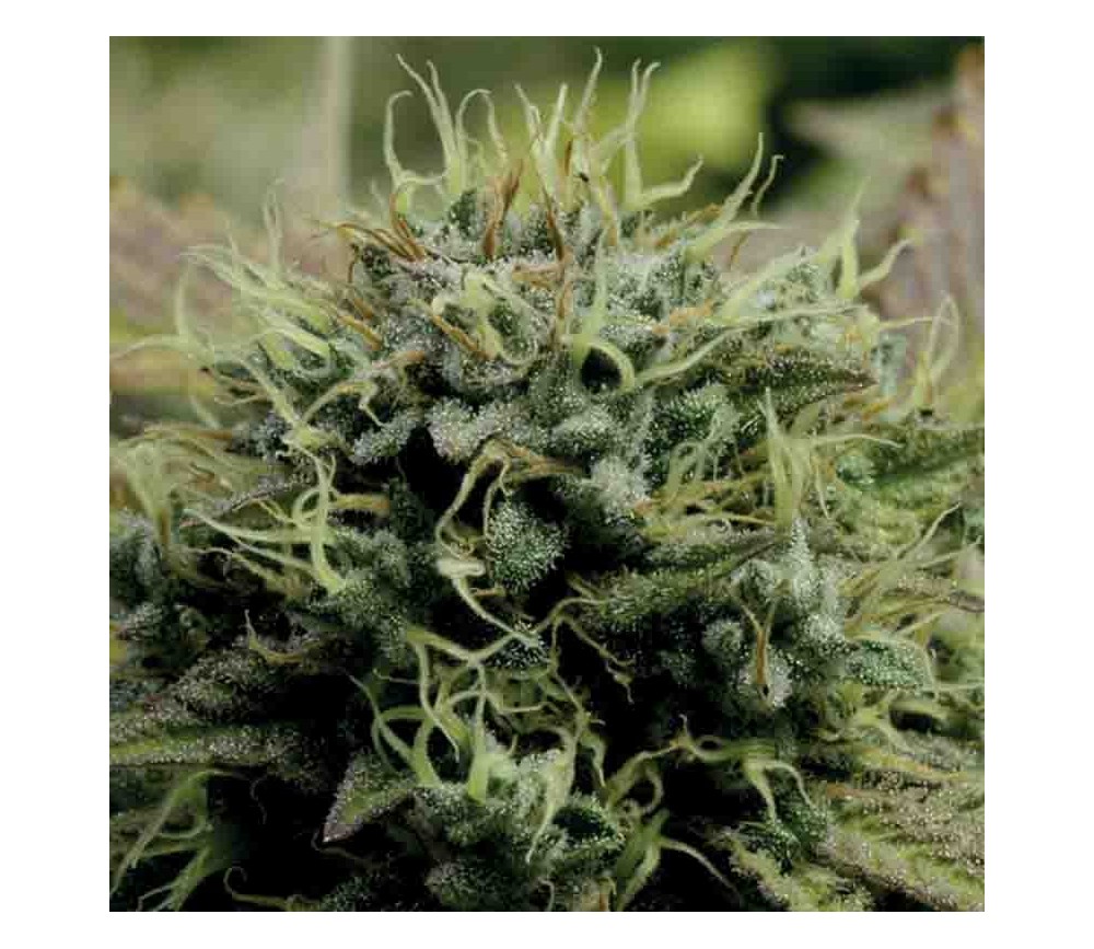 Hindu Kush - Anesia Seeds