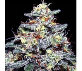 Hyper Glue - Anesia Seeds